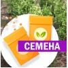 Туя Кан-Кан складчатая (СЕМЕНА) - саженцы из питомника Туя Кан-Кан складчатая (СЕМЕНА) - саженцы из питомника
