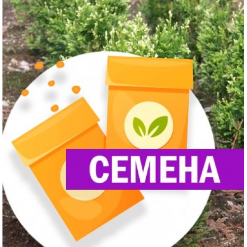 Туя Кан-Кан складчатая (СЕМЕНА) - саженцы из питомника
