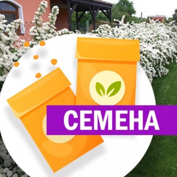 Спирея Вангутта изгородь (СЕМЕНА) Спирея Вангутта изгородь (СЕМЕНА)