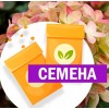 Гортензия Граффити метельчатая (СЕМЕНА) - саженцы из питомника