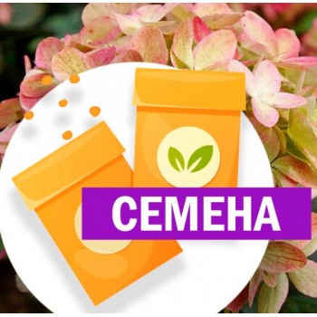 Гортензия Граффити метельчатая (СЕМЕНА)