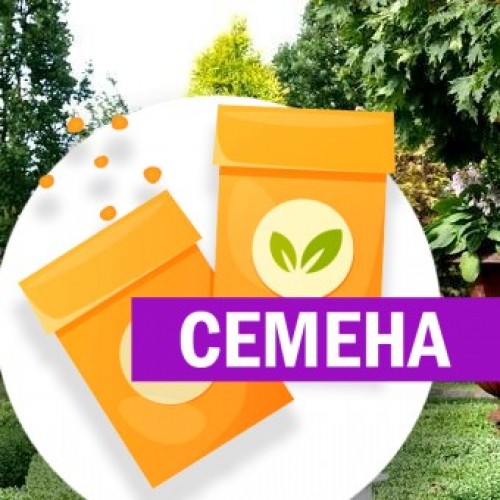 Туя зап.ГОЛДЕН СМАРАГД (СЕМЕНА) - саженцы из питомника