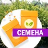 Туя западная Грин Бабл (СЕМЕНА) - саженцы из питомника