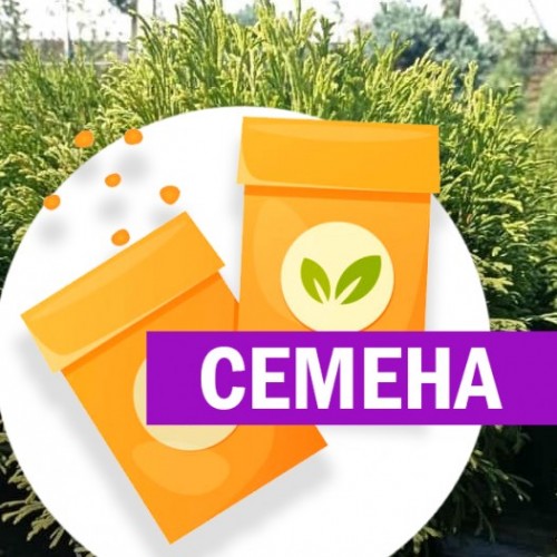 Туя западная Грин Бабл (СЕМЕНА) - саженцы из питомника