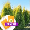 Туя Ауреоспиката западная (СЕМЕНА) - саженцы из питомника