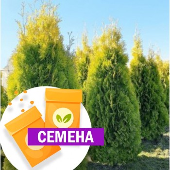 Туя Ауреоспиката западная (СЕМЕНА)