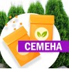 Туя западная Закани Совени (СЕМЕНА) - саженцы из питомника