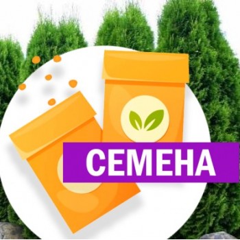 Туя западная Закани Совени (СЕМЕНА)