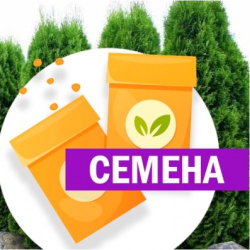 Туя западная Закани Совени (СЕМЕНА) - саженцы из питомника