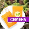 Лиственница Диана японская штамб (СЕМЕНА) - саженцы из питомника Лиственница Диана японская штамб (СЕМЕНА) - саженцы из питомника