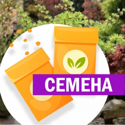 Лиственница Диана японская штамб (СЕМЕНА) - саженцы из питомника