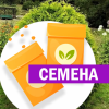 Туя Тип Топ западная (СЕМЕНА) - саженцы из питомника