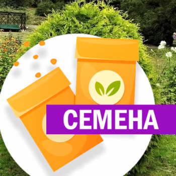 Туя Тип Топ западная (СЕМЕНА)