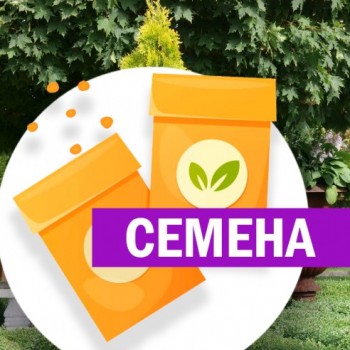 Туя Европа Голд западная (СЕМЕНА)