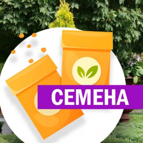 Туя Европа Голд западная (СЕМЕНА) - саженцы из питомника
