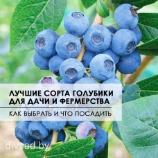 Лучшие сорта голубики для дачи и фермерства: как выбрать и что посадить?
