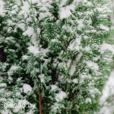 ТОП Морозостойких Можжевельников с divsad.by: Выбираем Надежных Красавцев для Белорусских и Российских Зим