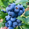 Голубика Блюкроп (Bluecrop): Эталон Надёжности и Урожайности Голубика Блюкроп (Bluecrop): Эталон Надёжности и Урожайности