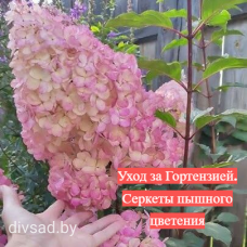 Уход за гортензией в Беларуси: Секреты Полива, Подкормки и Мульчирования для Пышного Цветения