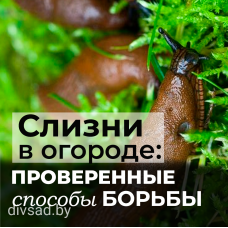 Эффективные методы борьбы со слизнями в вашем саду