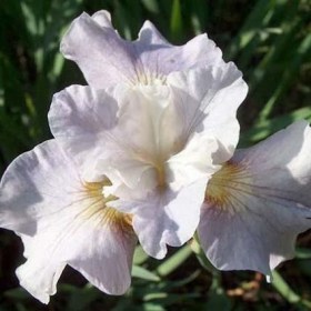 Ирис сибирский Lavender Bounty_23. Заказать растения почтой