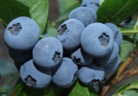 blueberry_bluecrop