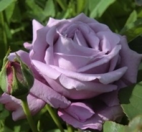 Роза чайно-гибридная фото
