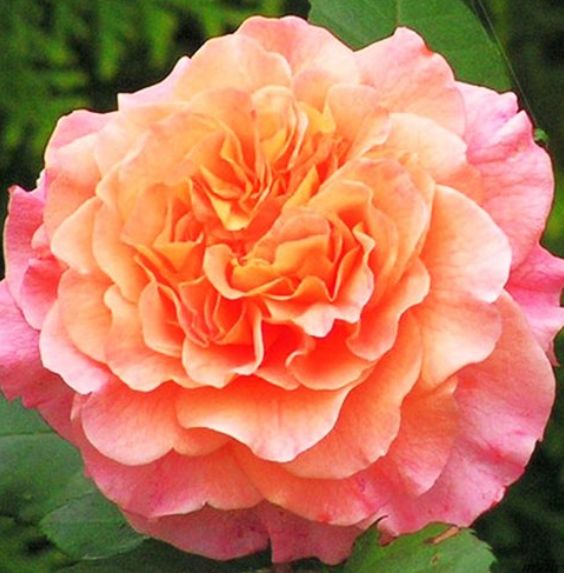 Купить Роза плетистая ВЕСТЕРЛЕНД (артикул 400-0041) по цене 20 руб. с доставкой почтой