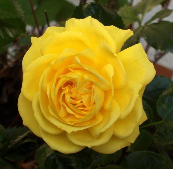 Роза флорибунда ФРЕЗИЯ_32. Заказать саженцы почтой