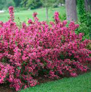 Вейгелла-розовоцветущая-Дивный сад